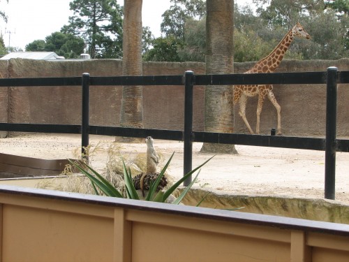 Meerkats at Adelaide Zoo