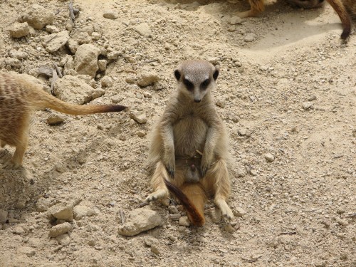 Meerkats at Adelaide Zoo