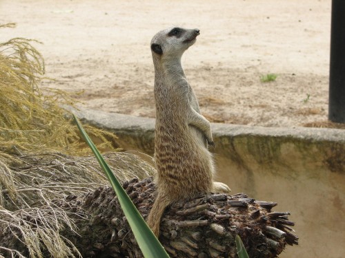 Meerkats at Adelaide Zoo