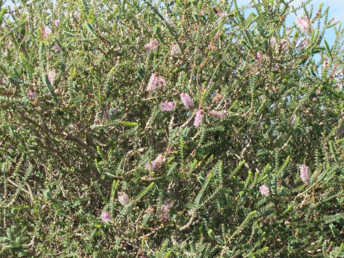 In the carpark of Innes National Park Visitor Centre, Yorke Peninsula
