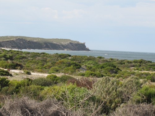 Rhino Head from Innes National Park Visitor Centre, Yorke Peninsula