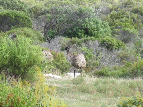 Emus, Stenhouse Bay, Yorke Peninsula
