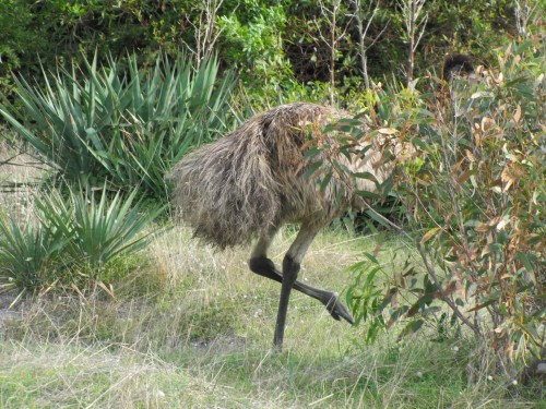 Emus, Stenhouse Bay, Yorke Peninsula