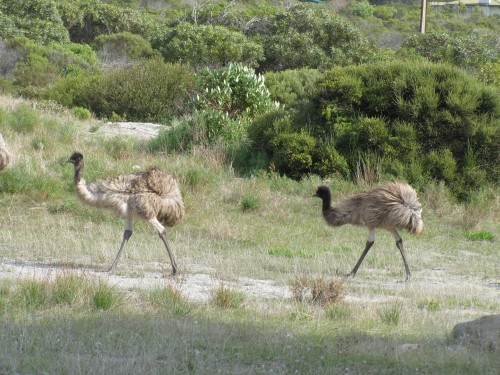 Emus, Stenhouse Bay, Yorke Peninsula