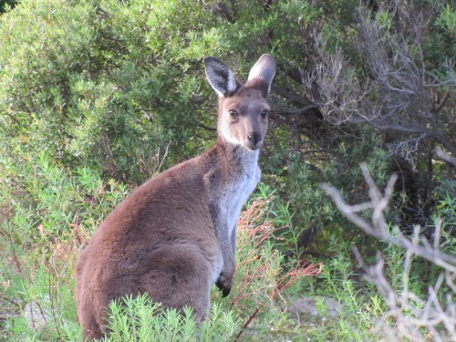 Western Grey Kangaroo, Pondalowie Bay, South Australia