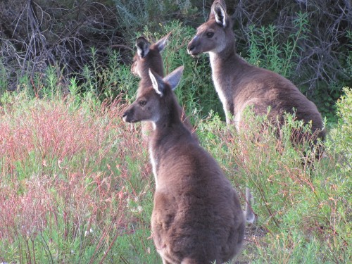 Western Grey Kangaroos, Pondalowie Bay, South Australia