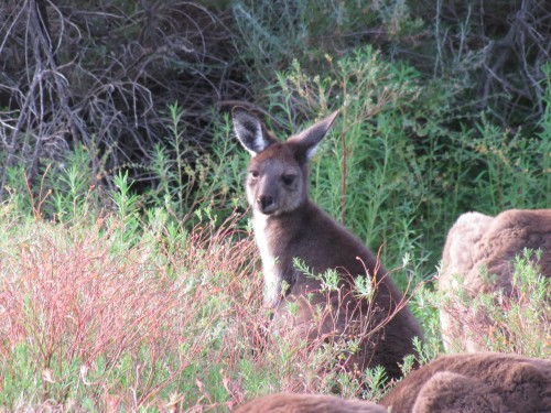 Western Grey Kangaroo, Pondalowie Bay, South Australia
