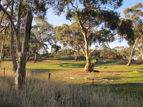 Along the Riesling Trail near Clare, South Australia