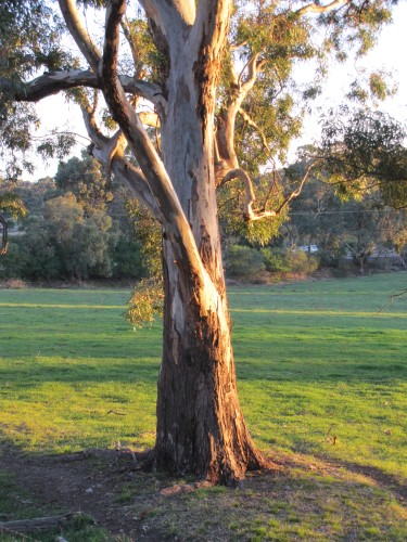 Along the Riesling Trail near Clare, South Australia