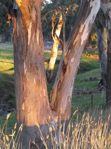 Along the Riesling Trail near Clare, South Australia