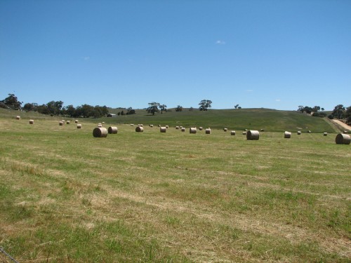 Hay bales near Tungkillo, South Australia