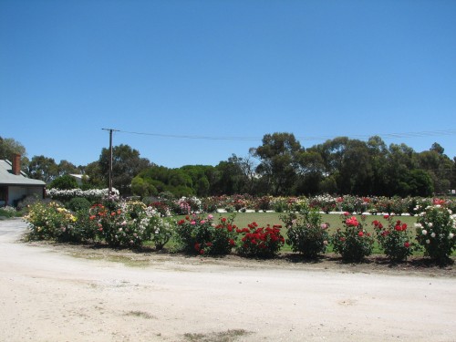 Rose garden, Barossa Quilt and Craft Cottage, Nuriootpa, South Australia