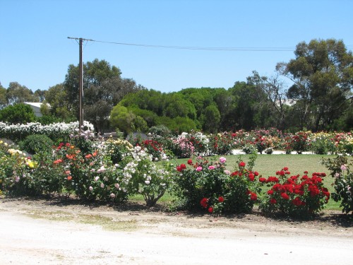 Rose garden, Barossa Quilt and Craft Cottage, Nuriootpa, South Australia