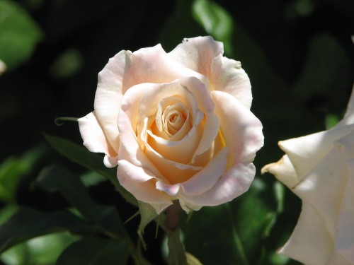 Rose garden, Barossa Quilt and Craft Cottage, Nuriootpa, South Australia