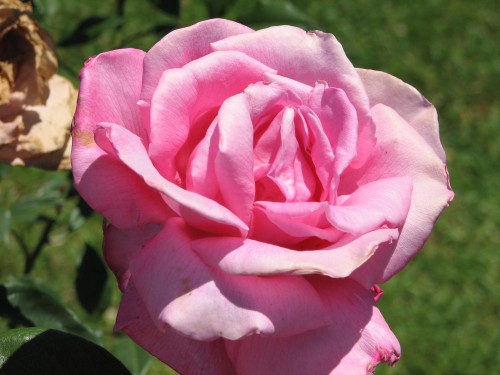 Rose garden, Barossa Quilt and Craft Cottage, Nuriootpa, South Australia