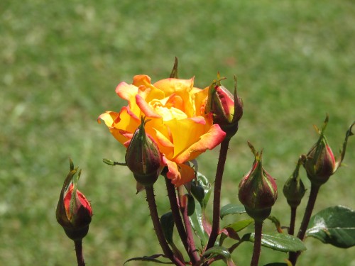 Rose garden, Barossa Quilt and Craft Cottage, Nuriootpa, South Australia