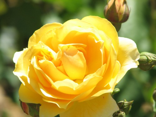 Rose garden, Barossa Quilt and Craft Cottage, Nuriootpa, South Australia