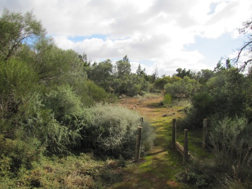Roadside walking trail between Lameroo and Ouyen