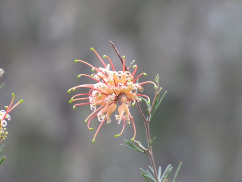Wagga Wagga Botanic Gardens