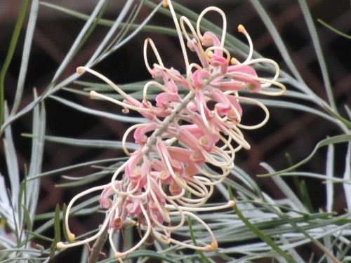 Wagga Wagga Botanic Gardens