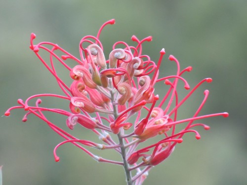 Wagga Wagga Botanic Gardens