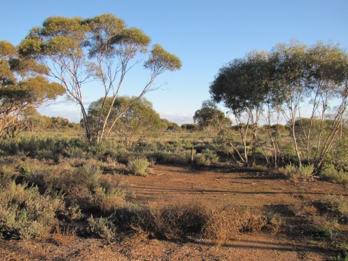 Typical mallee country between Balranald and Mildura