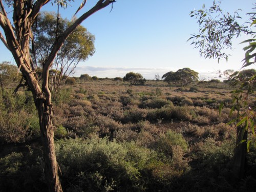 Typical mallee country between Balranald and Mildura