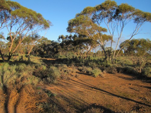 Typical mallee country between Balranald and Mildura