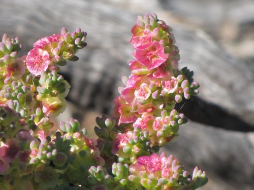 Wildflowers, Hattah-Kulkyne National Park, Victoria