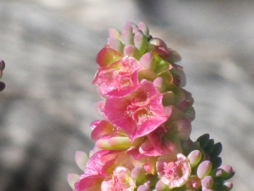 Wildflowers, Hattah-Kulkyne National Park, Victoria