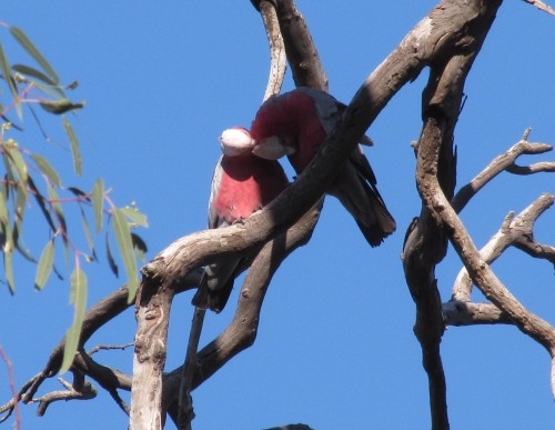 Galahs at Lake Hattah, Victoria