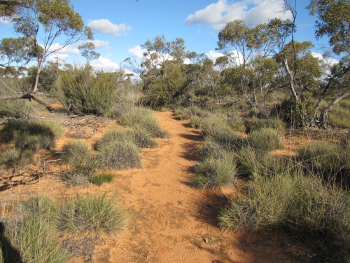 Nature walk in Hattah-Kulkyne National Park, NW Victoria