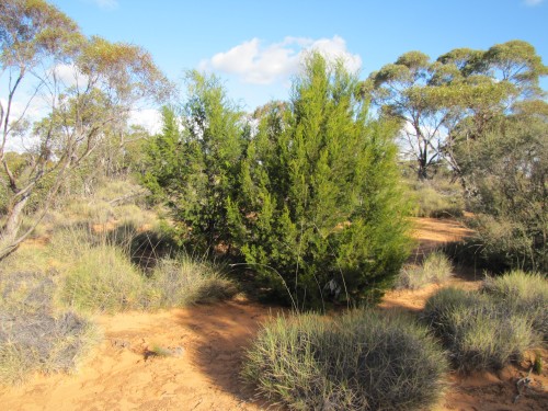 Nature walk in Hattah-Kulkyne National Park, NW Victoria