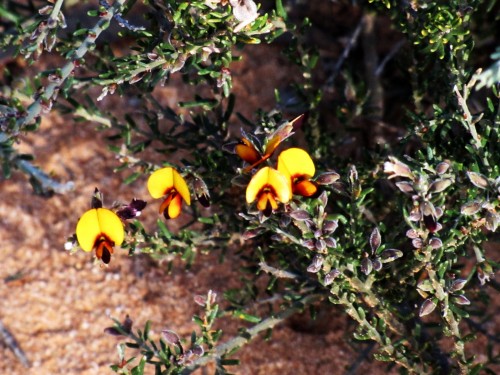 Flowers on the Nature walk in Hattah-Kulkyne National Park, NW Victoria