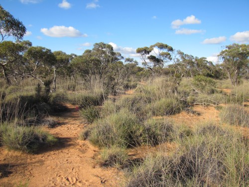 Nature walk in Hattah-Kulkyne National Park, NW Victoria