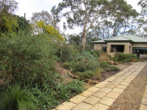 Australian native plants in an Adelaide Hills garden