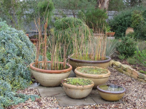 Australian native plants in an Adelaide Hills garden