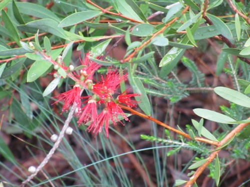 Australian native plants in an Adelaide Hills garden