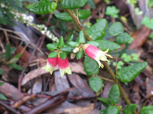 Australian native plants in an Adelaide Hills garden (Correa)