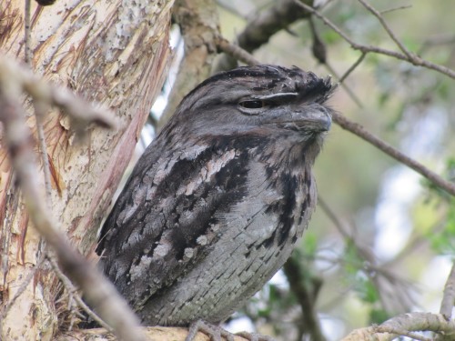 Tawny Frogmouth