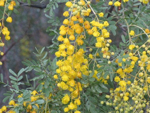 Australian native plants in an Adelaide Hills garden (Acacia)