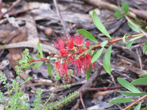 Australian native plants in an Adelaide Hills garden