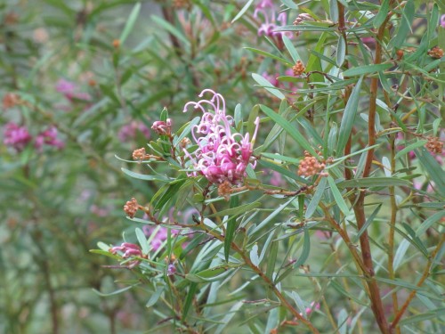 Australian native plants in an Adelaide Hills garden (Grevillea)