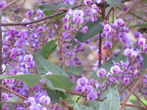Australian native plants in an Adelaide Hills garden (Hardenbergia)