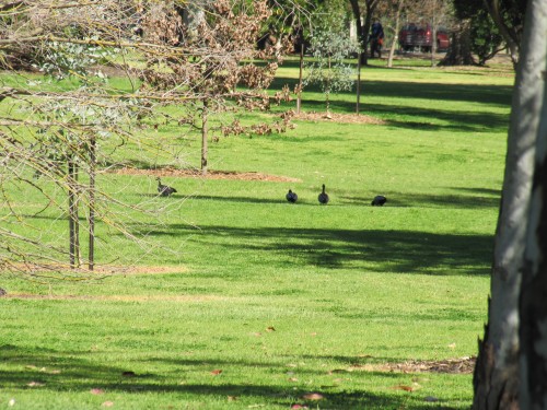 Botanic Park, Adelaide, South Australia