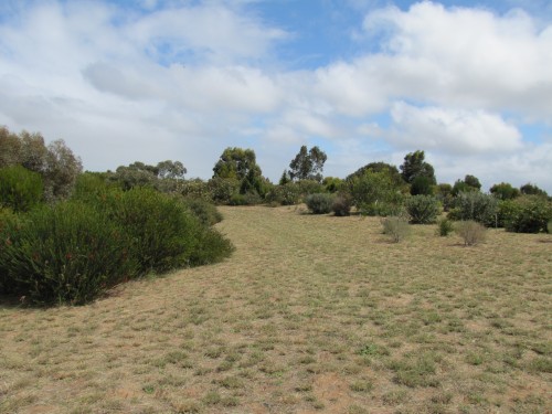Pangarinda Arboretum, Wellington, South Australia