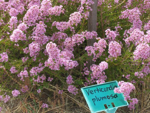 Pangarinda Arboretum, Wellington, South Australia