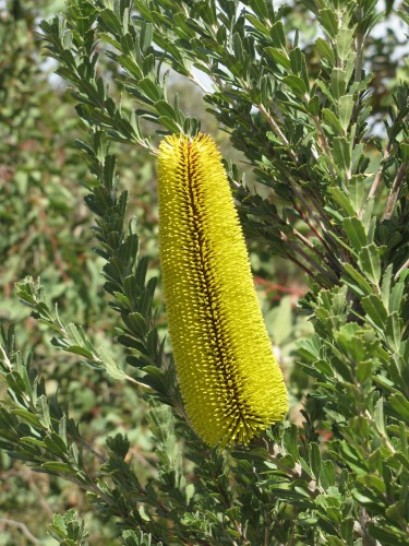 Banksia flower, Pangarinda Arboretum