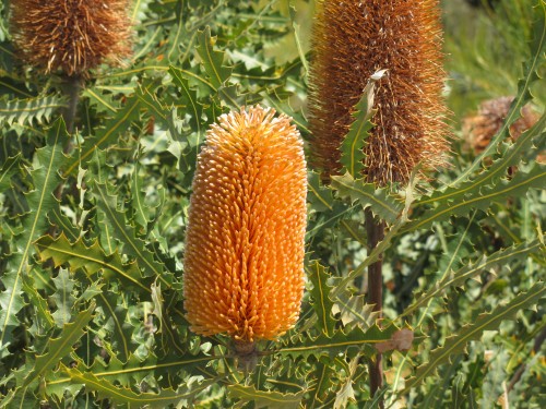 Banksia flower, Pangarinda Arboretum