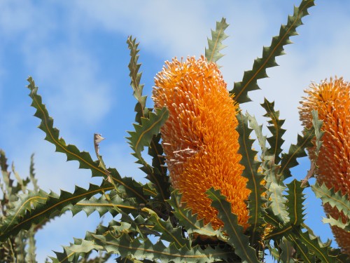 Banksia flower, Pangarinda Arboretum